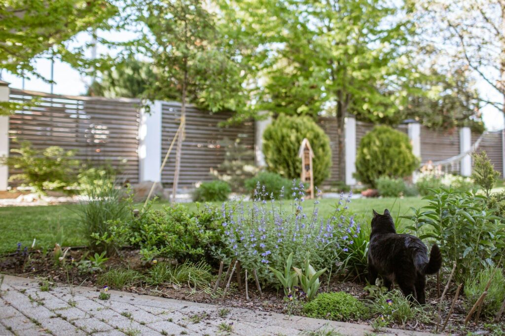 A black cat walks through a lush garden